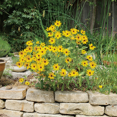 Rudbeckia triloba (Brown-eyed Susan)